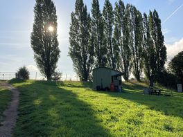 Poplars on site