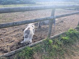 Pigs