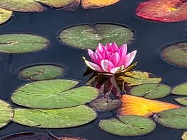 Lilys on the lake
