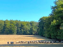 One of the fields next door with peaceful sheep.