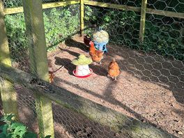 Chickens