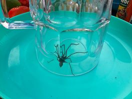 Our weekend pet