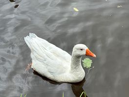 Canal wildlife