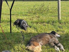 Our dogs resting after a long walk