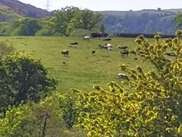 Countryside