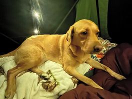 Dog friendly site. those with reactive dogs such as ours would find it a treasure