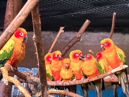 Birds at the zoo next door