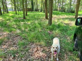 Stoke poges wild camping