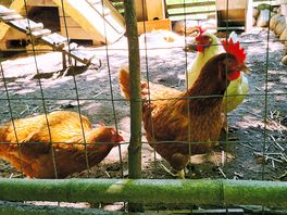 Les poulettes