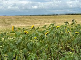 Lots of fields
