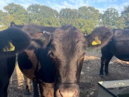 The cows in the adjacent field