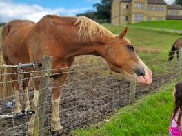 Farm life