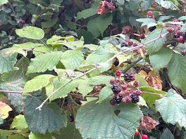 Abundant hedgerows