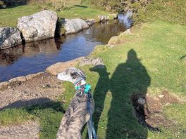 Spuddy on dartmoor