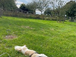 View from pitch, exhausted puppy loving the space!