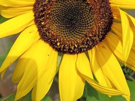 More gorgeous site flowers