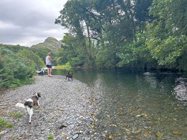 Dogs exploring