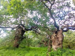 Amazing forests