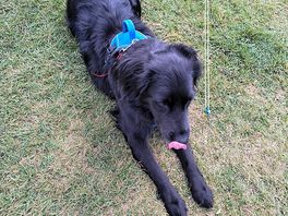 4 legged friends are welcome at simon's field.