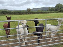 Permanent residents