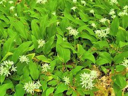 Wild garlic