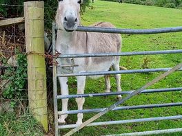 Donkey