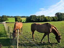 What do gay horses eat? haaaaaayyyyyy 😙