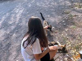 Kittens