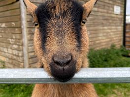 Goats