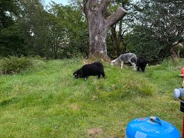 The resident sheep - we loved just watching them graze near our pitch.