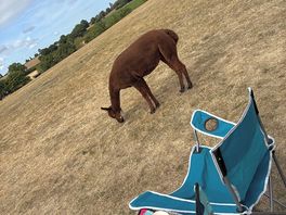 Coffee with roaming animals