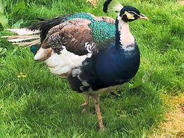 Peacocks
