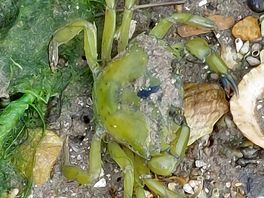 Petit crabe vert, comme il y en a pas mal sur la rive de la rance, en face du camping