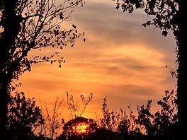 Sunset through the trees
