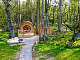 Pod in woodland