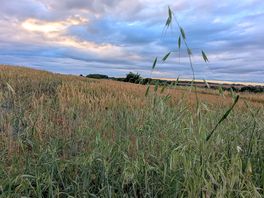 Summer's evening