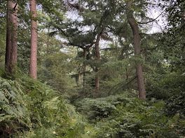 Boltby forest right on your doorstep