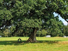 The play tree