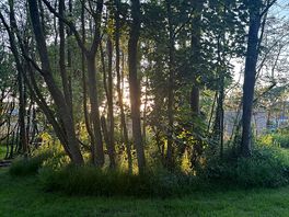 Sun through trees