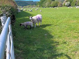 Sheep in the field next door - early morning chorus of baa-ing!
