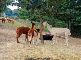 Alpacas