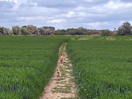 Footpath
