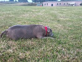 Dogs love it