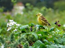 A local yellowhammer sang to us while we pitched.