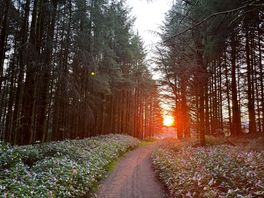 Sunset from the forest track that runs behind the camping field.