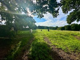 Animals in the field next door