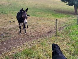 Doggy wants to play