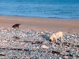 Dog day out