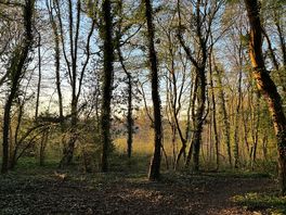 Woods right next to the campsite.