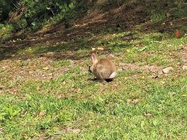 Bunny 🐇